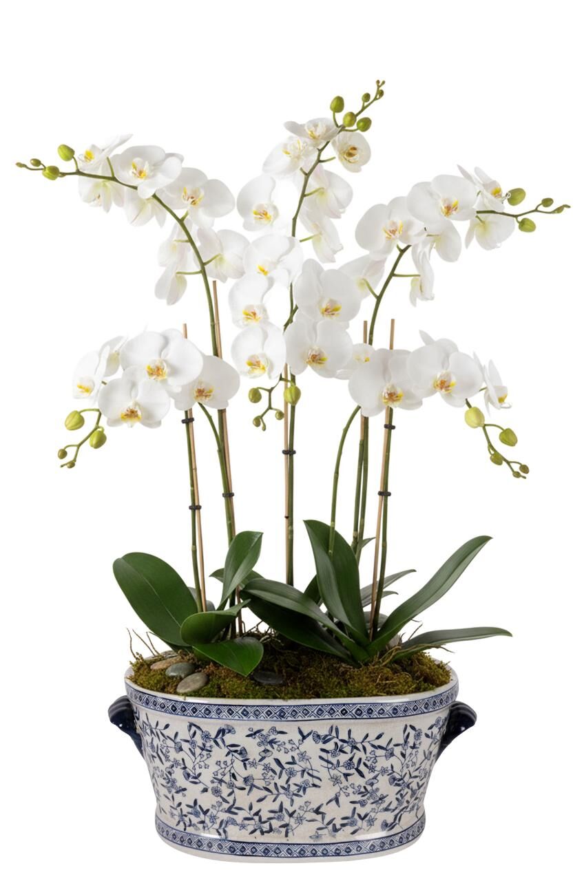 Bleu Blanc Eternal Porselen Oval Saksı, Büyük Boy