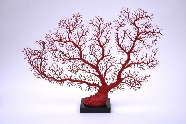 Imperial Red Gorgonian Coral – Dekoratif Mercan Deniz Yelpazesi