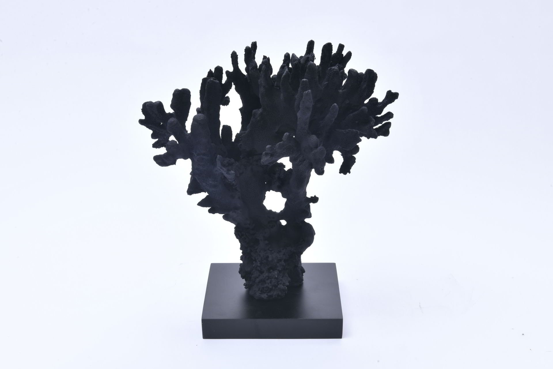 Stylophora Pistillata Coral – Gece Mavisi Lagün Mercan
