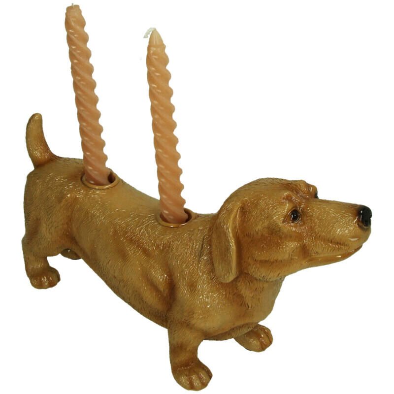 Dachshund Köpeği Şamdan